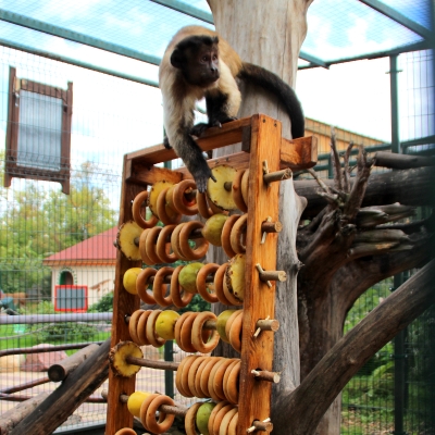 Нижегородские первоклашки смогут бесплатно посетить зоопарк &laquo;Лимпопо&raquo; 1 сентября - фото 1