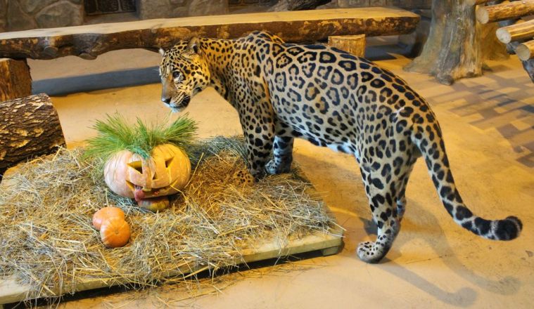 Всем по тыкве: обитатели нижегородского зоопарка отметили Хэллоуин - фото 4