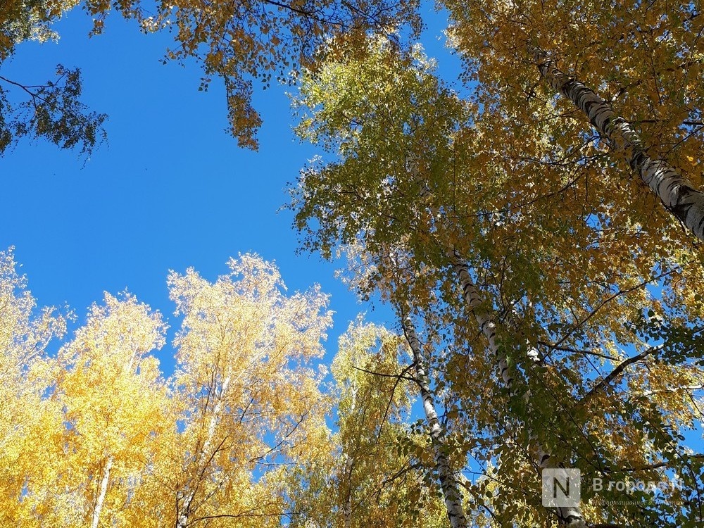 Нижегородцев предупредили об аномальном количестве пыльцы в воздухе - фото 1