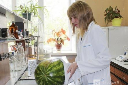 Полосатый рейд: нижегородский Роспотребнадзор исследует арбузы