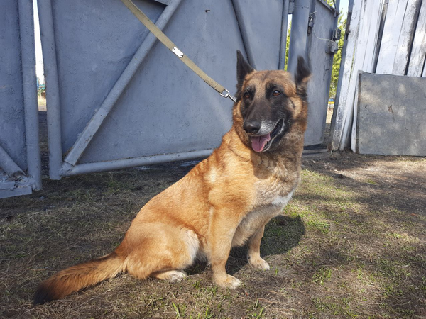 Собакам-пенсионерам из нижегородских колоний ищут новых хозяев - фото 3