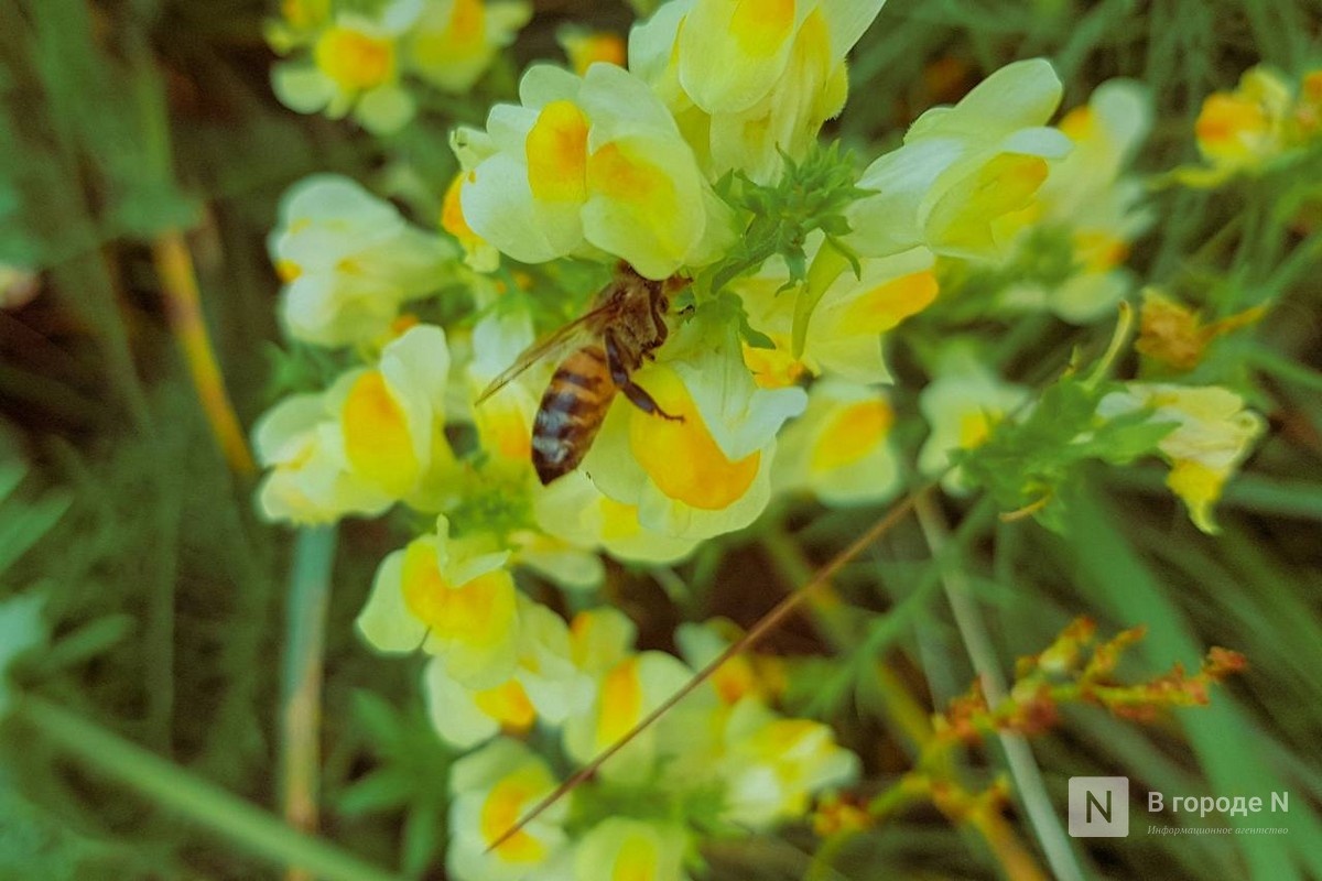 Нарушения при работе с пестицидами обнаружили в Нижегородской области  - фото 1
