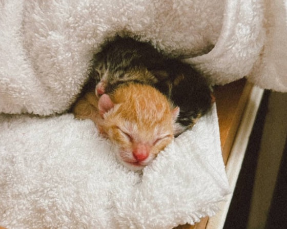 Нижегородка спасла трех новорожденных котят в Египте - фото 1