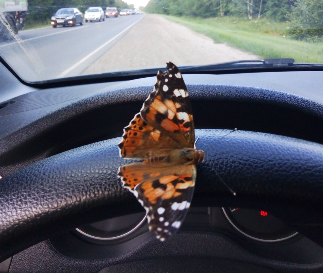 Бабочки-репейницы массово мигрируют на юг Нижегородской области - фото 1