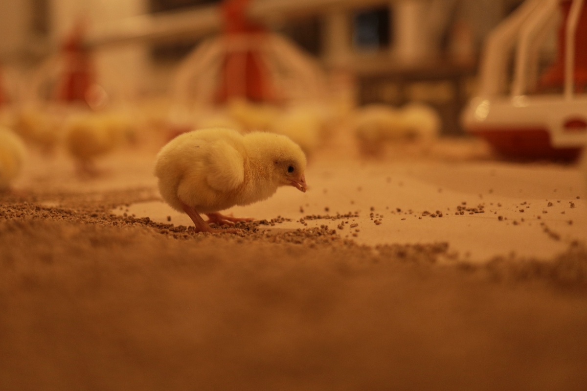 Впервые в России фермер покорил вершину мирового птицеводства - фото 1