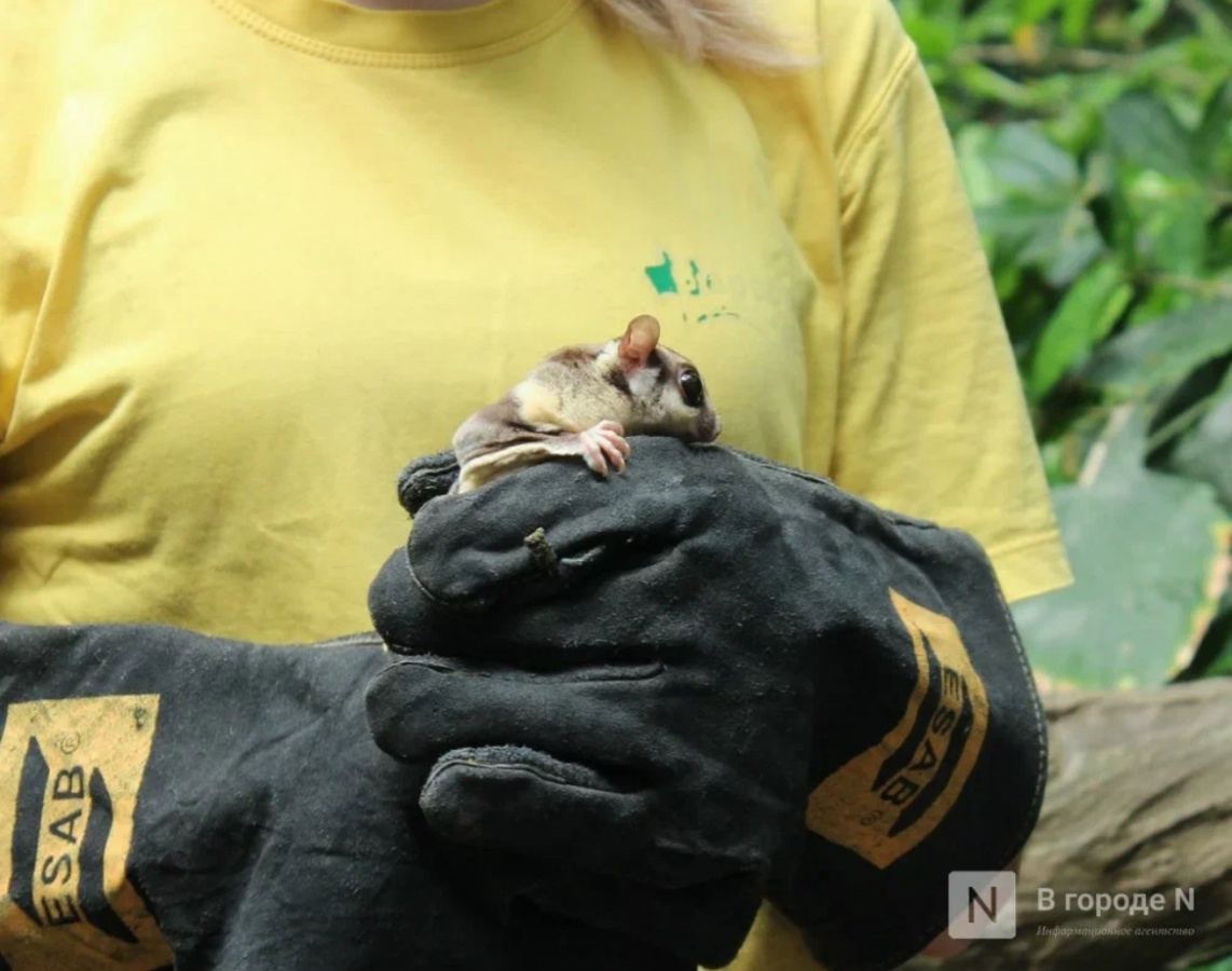 Мышиная лихорадка угрожает жителям Нижегородской области