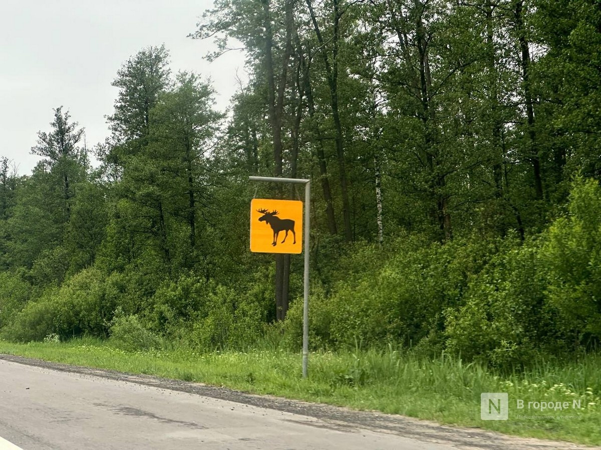 Сезон охоты на лосей открывается в Нижегородской области - фото 1
