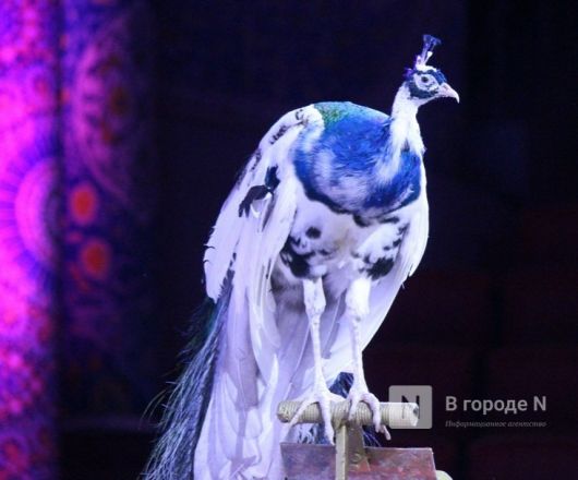 &laquo;Песчаную сказку&raquo; Гии Эрадзе покажут в нижегородском цирке - фото 26