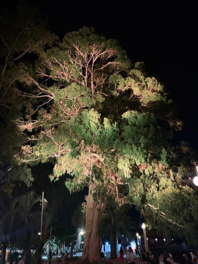 Юрий Шалабаев и Сергей Кириенко обсудили проекты побратимства Нижнего Новгорода с Сухумом - фото 2