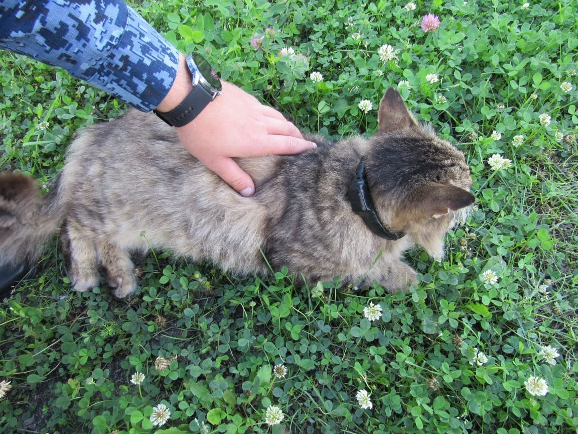 Пушистого наркокурьера с марихуаной поймали в Нижегородской области - фото 2