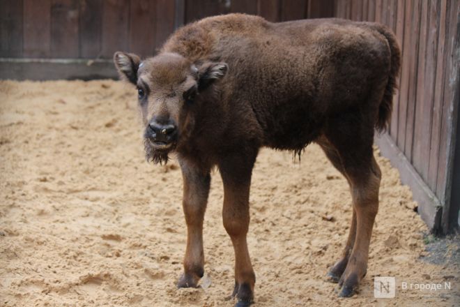 Детки в объективе: показываем милых малышей, которые родились в нижегородском зоопарке «Лимпопо» - фото 30