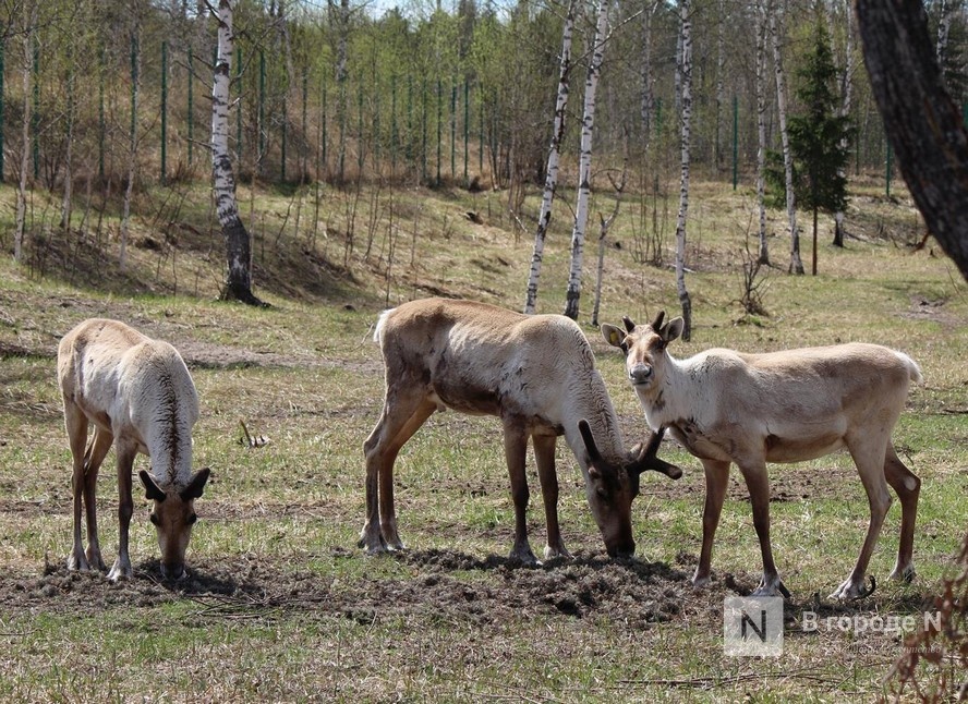 12 северных оленей из Керженского заповедника выпустили в дикую природу