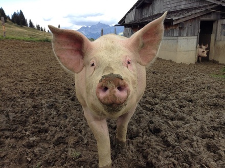 Карантин по африканской чуме свиней снят в двух районах Нижегородской области