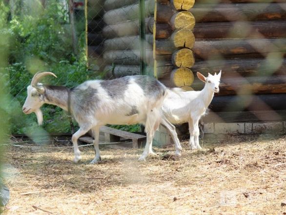 Самый теплый тренд: каким был и чем жил Нижний Новгород в 2016 году - фото 30