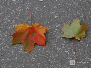 Потепление до +19°C придет в Нижний Новгород на этой неделе