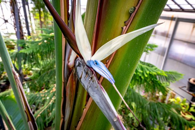 Экзотическое растение зацвело в Ботаническом саду ННГУ впервые за 10 лет - фото 4