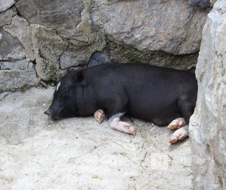 Жителей Выксы оштрафовали за выгул свиней