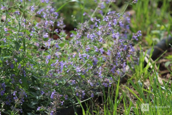 Благоустройство &ndash;  2025: смотрим, как меняются пространства в районах Нижнего Новгорода - фото 10