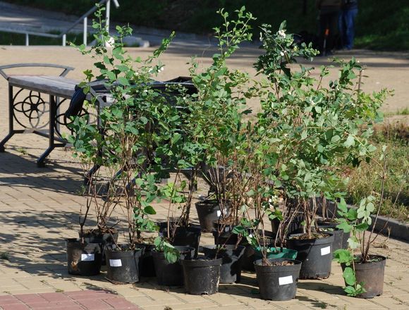 150 деревьев и кустарников украсили набережную Федоровского (ФОТО) - фото 37