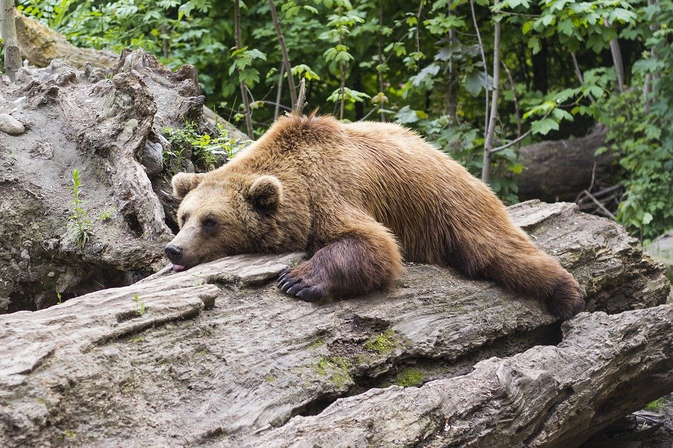 Участились встречи медведя с людьми. Что делать, если в лесу вы встретили косолапого?
