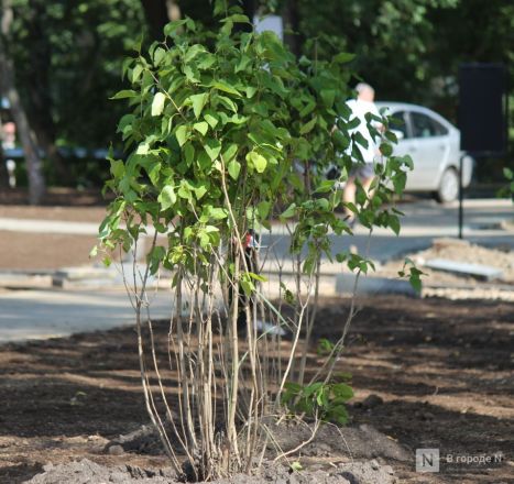 Сроки благоустройства сквера Рябцева сорваны в Нижнем Новгороде - фото 9