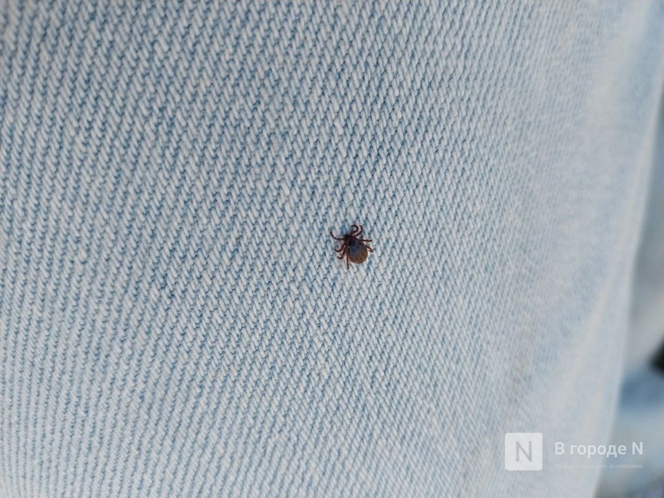 Нижегородец подхватил боррелиозного клеща на Гребном канале - фото 1