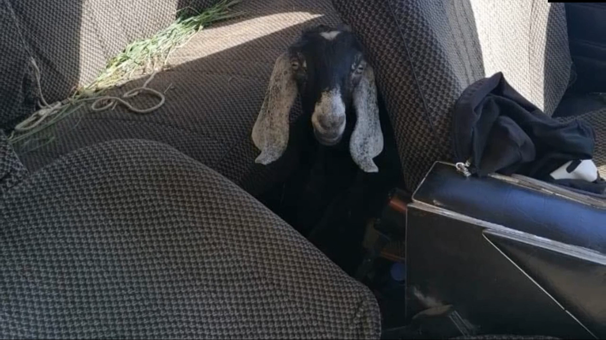 Украденную нубийскую козу вернули полицейские павловчанке - фото 2
