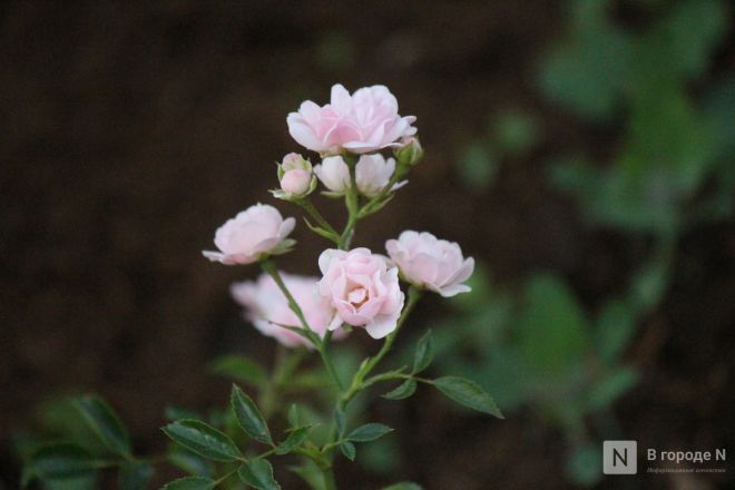 Опубликованы фото обновленного сквера с фонтаном в Нижнем Новгороде - фото 42