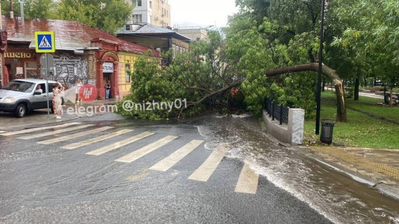 Ураганный ветер повалил более 40 деревьев в Нижнем Новгороде - фото 6