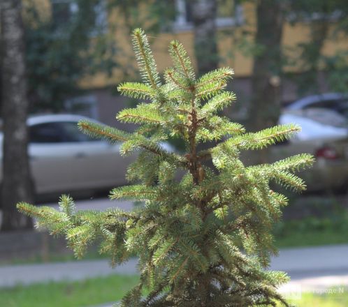 Благоустройство бульвара на проспекте Гагарина завершилось в Нижнем Новгороде - фото 7