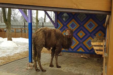 Два верблюда переехали из нижегородского зоопарка &laquo;Мишутка&raquo;