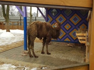 Два верблюда переехали из нижегородского зоопарка «Мишутка»