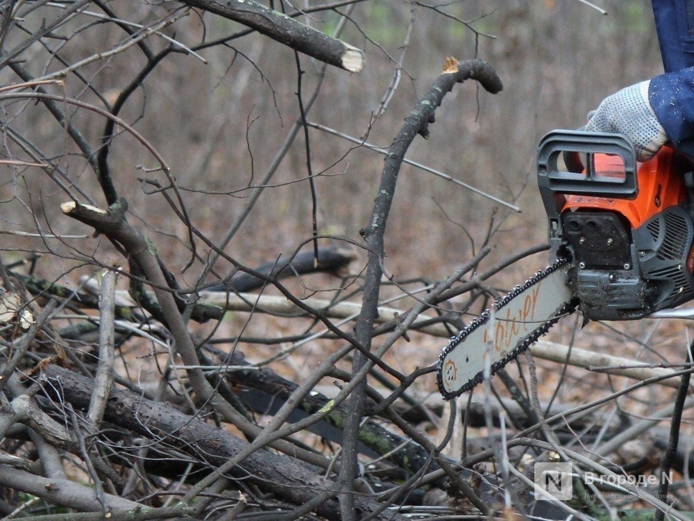 Ветлужский браконьер предстанет перед судом за 15 спиленных деревьев