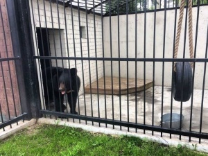 Гималайский медведь поселился в нижегородском зоопарке «Лимпопо»
