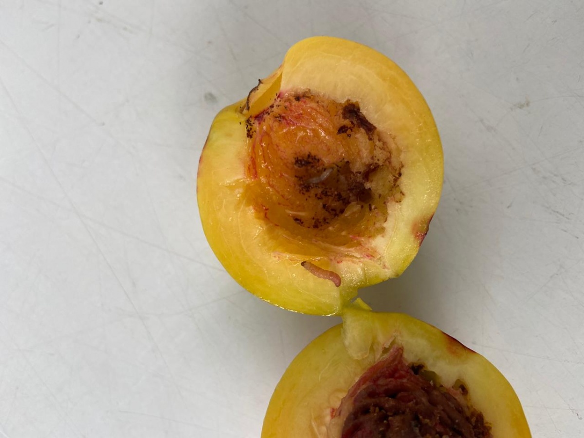 21 тонну опасных нектаринов обнаружили в Нижегородской области - фото 1