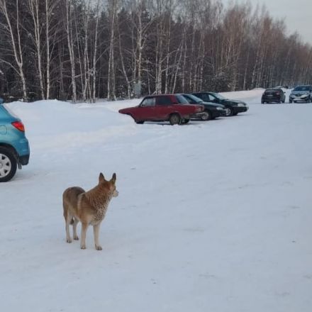 Администрация Дзержинска не нашла розовых собак на улице Зеленой - фото 2