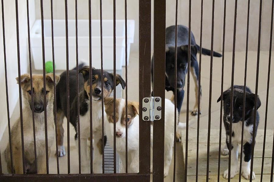 Около 600 собак и кошек из нижегородского приюта обрели новый дом - фото 3