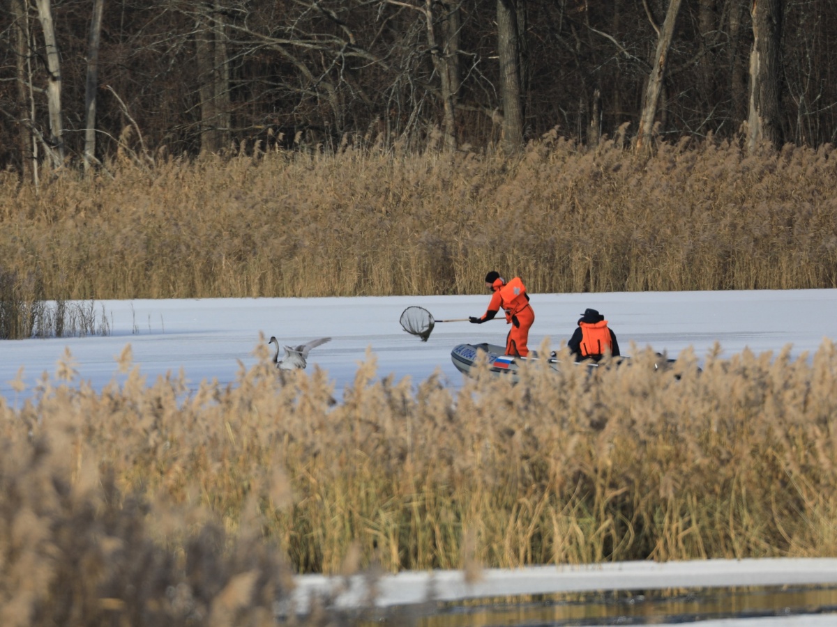 Лебедя со сломанным крылом спасли нижегородские сотрудники МЧС в Артемовских лугах - фото 1
