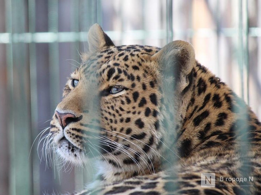 В &laquo;Лимпопо&raquo; рассказали, как животные спасаются в 30-градусные морозы - фото 1