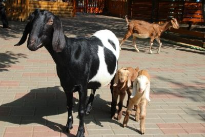 Нубийские козлята вышли на свою первую прогулку в зоопарке &laquo;Лимпопо&raquo; (ФОТО) - фото 6
