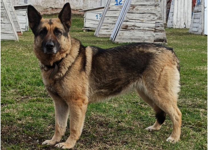 Нижегородский ГУФСИН отдает четырех собак-пенсионеров
