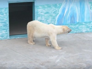 В нижегородском зоопарке «Лимпопо» поселился белый медведь