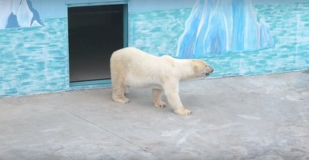 В нижегородском зоопарке &laquo;Лимпопо&raquo; поселился белый медведь