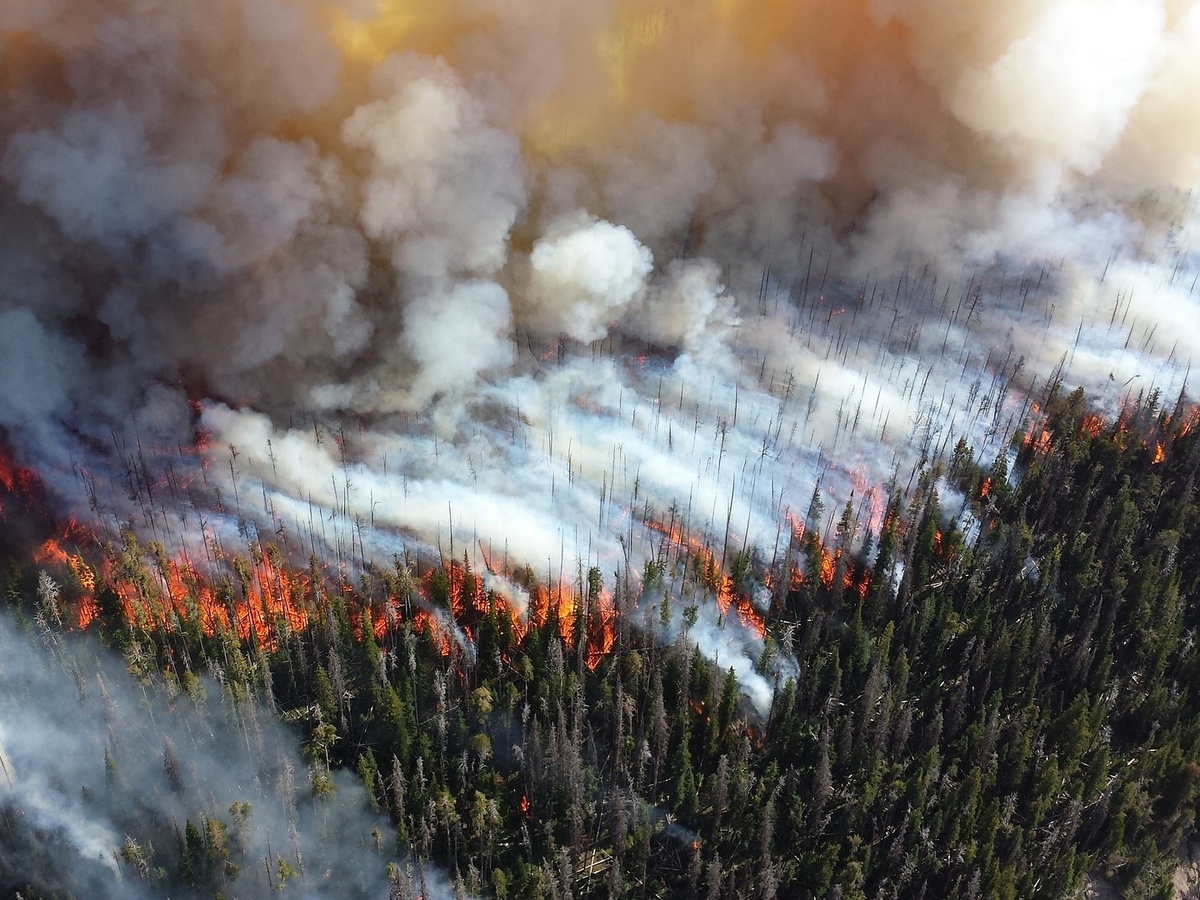 Высокая пожароопасность лесов отмечается в Нижегородской области - фото 1