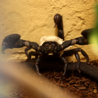 В нижегородском зоопарке скорпионы впервые дали потомство (ФОТО) - фото 2