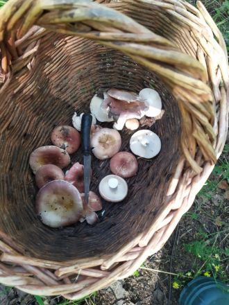 Нижегородцы делятся фотографиями грибного &laquo;улова&raquo; из лесов - фото 3