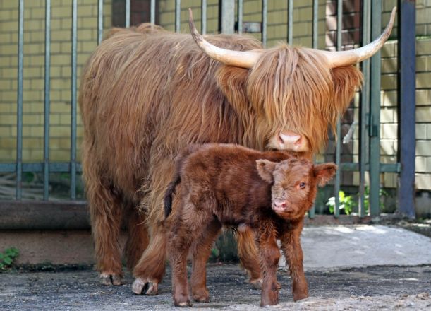 Бэби-бум случился в нижегородском «Лимпопо»: милые фото - фото 3